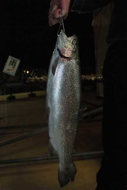 としまえんフィッシングエリア 釣果