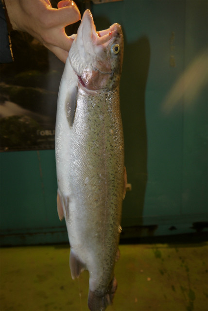 としまえんフィッシングエリア 釣果