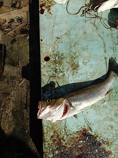 KO-SHIN丸 釣果