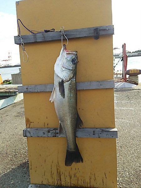 KO-SHIN丸 釣果