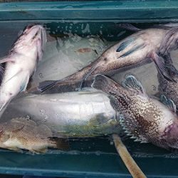 小樽港遊漁船ＳＨＡＫＥ 釣果