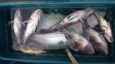 小樽港遊漁船ＳＨＡＫＥ 釣果