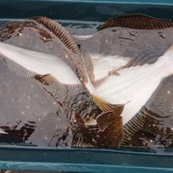 小樽港遊漁船SHAKE 釣果