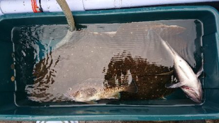 小樽港遊漁船SHAKE 釣果