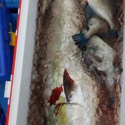 海龍丸（石川） 釣果