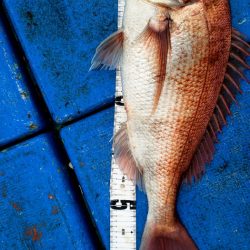 海龍丸（石川） 釣果