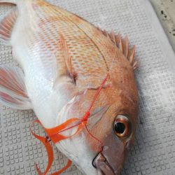 タイラバ遊漁船 ワンピース 釣果