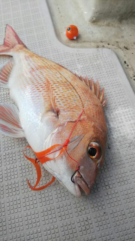 タイラバ遊漁船 ワンピース 釣果