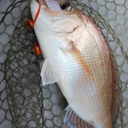 タイラバ遊漁船 ワンピース 釣果