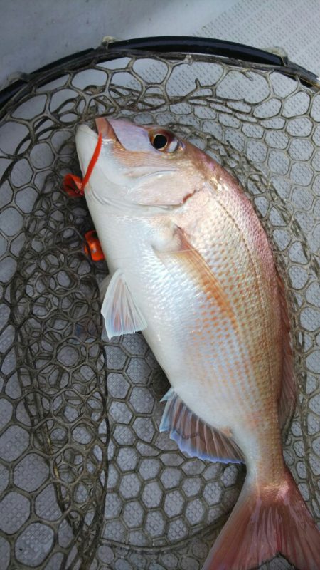 タイラバ遊漁船 ワンピース 釣果