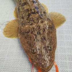 タイラバ遊漁船 ワンピース 釣果