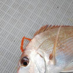 タイラバ遊漁船 ワンピース 釣果