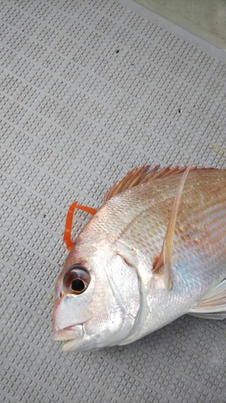 タイラバ遊漁船 ワンピース 釣果