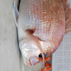 タイラバ遊漁船 ワンピース 釣果