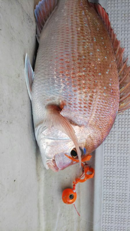 タイラバ遊漁船 ワンピース 釣果
