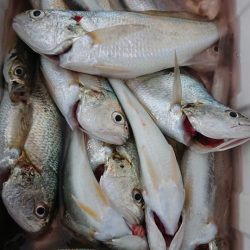 金沢八景鴨下丸 釣果