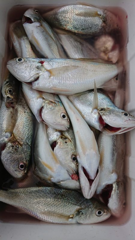 金沢八景鴨下丸 釣果