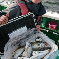 金沢八景鴨下丸 釣果