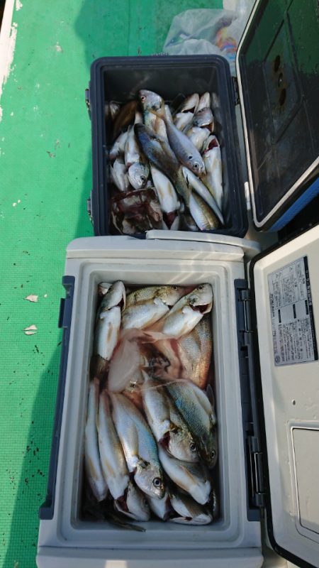 金沢八景鴨下丸 釣果