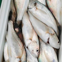 金沢八景鴨下丸 釣果