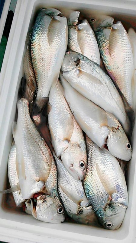 金沢八景鴨下丸 釣果