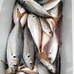 金沢八景鴨下丸 釣果