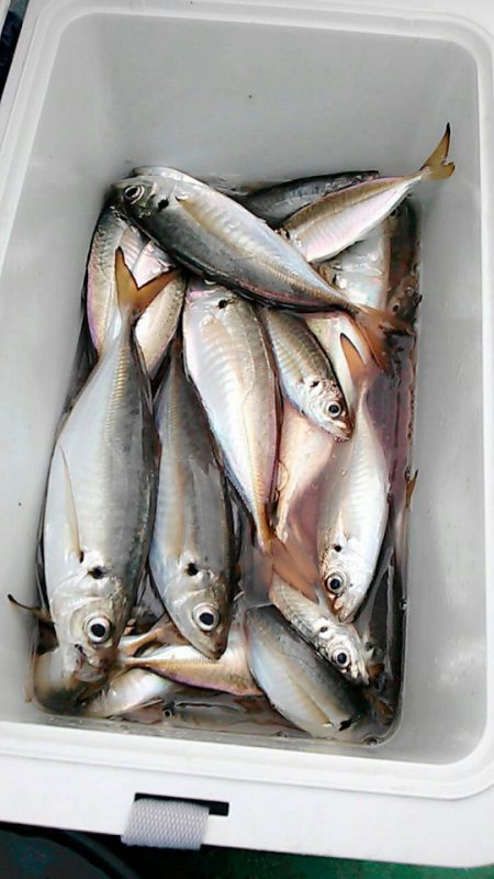 金沢八景鴨下丸 釣果