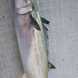 タイラバ遊漁船 ワンピース 釣果