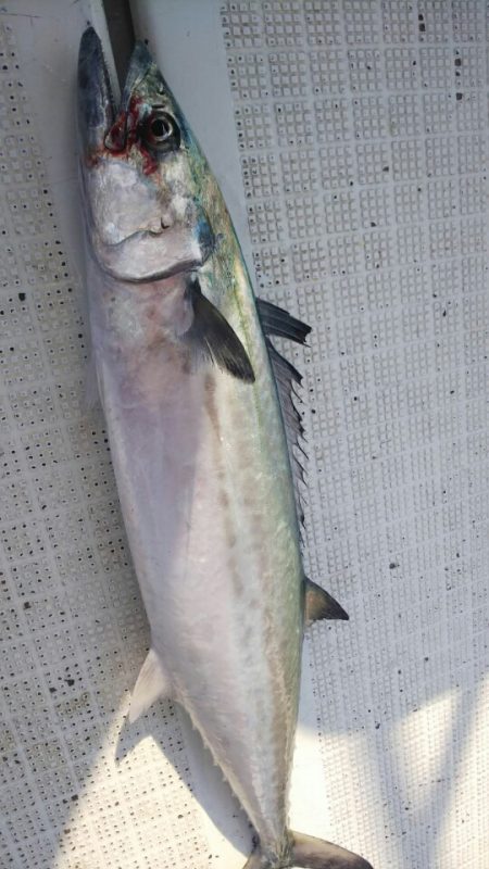 タイラバ遊漁船 ワンピース 釣果