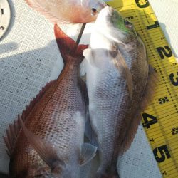 タイラバ遊漁船 ワンピース 釣果