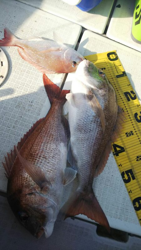 タイラバ遊漁船 ワンピース 釣果