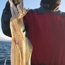 シースナイパー海龍 釣果