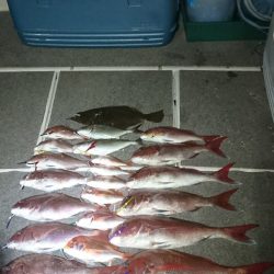 ARCADIAⅡ (アルカディアⅡ) 釣果