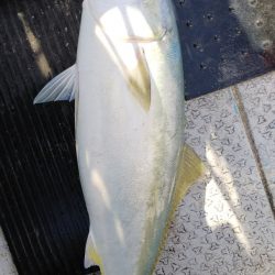 第二龍勢丸 釣果