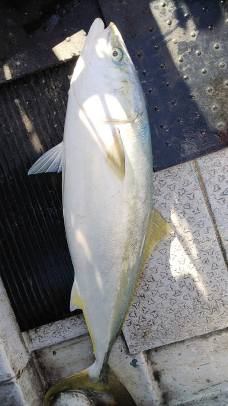 第二龍勢丸 釣果