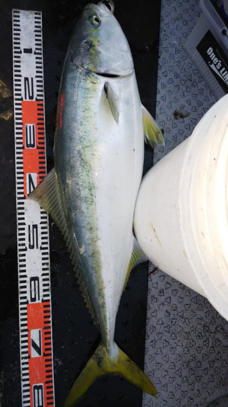 第二龍勢丸 釣果