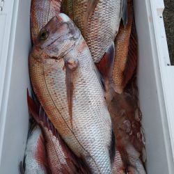 LUSTER『ラスター』 釣果