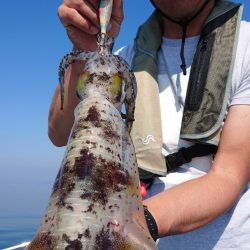 シースナイパー海龍 釣果