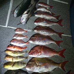 ARCADIAⅡ (アルカディアⅡ) 釣果