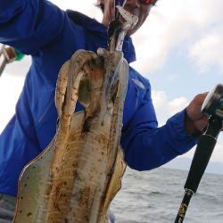 シースナイパー海龍 釣果