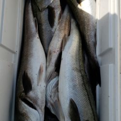 海龍丸（島根） 釣果