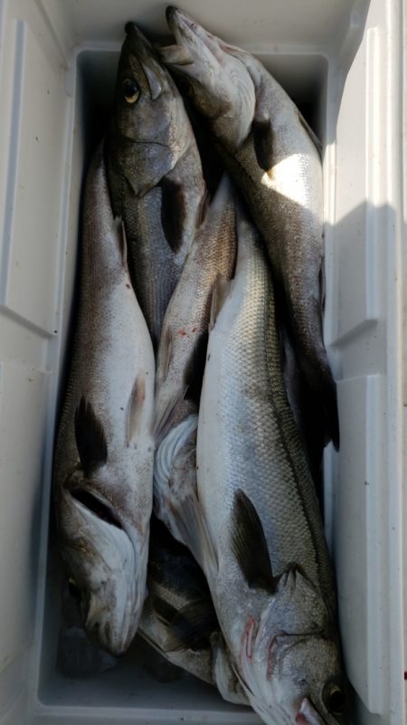 海龍丸（島根） 釣果