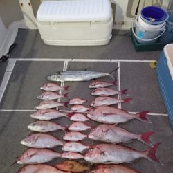 ARCADIAⅡ (アルカディアⅡ) 釣果