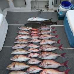 ARCADIAⅡ (アルカディアⅡ) 釣果