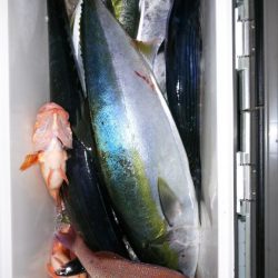 第二龍勢丸 釣果