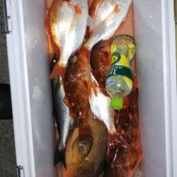 第二龍勢丸 釣果