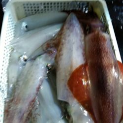 LUSTER『ラスター』 釣果