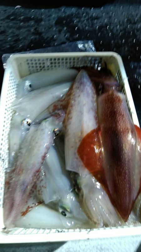 LUSTER『ラスター』 釣果