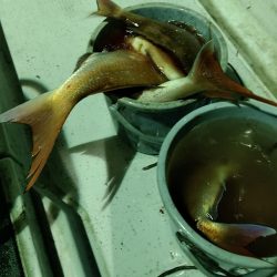 LUSTER『ラスター』 釣果