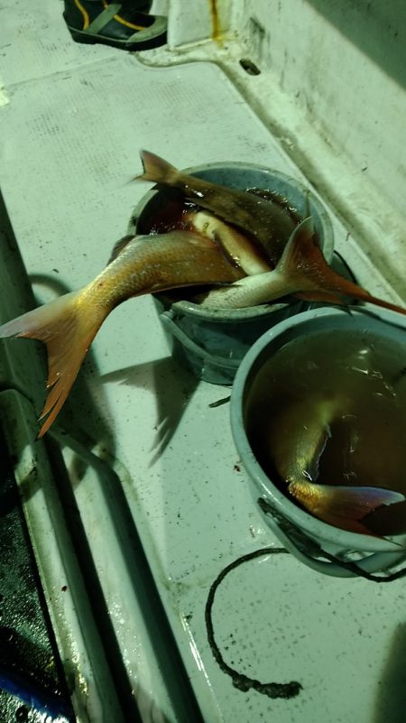 LUSTER『ラスター』 釣果